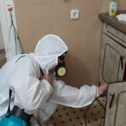 Дезинфекция от муравьев в квартире в Красносельском районе Москвы